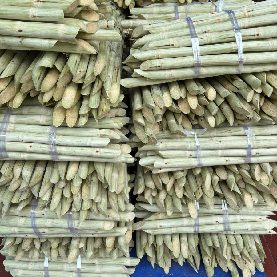 mia-xuat-khau-tay-ninh